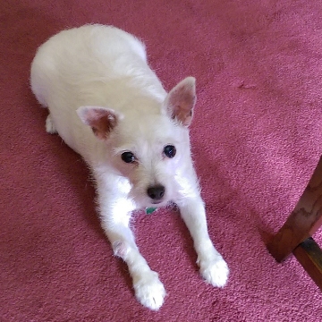 Lucy relaxing on the pink carpet